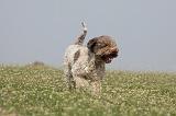 LAGOTTO 073